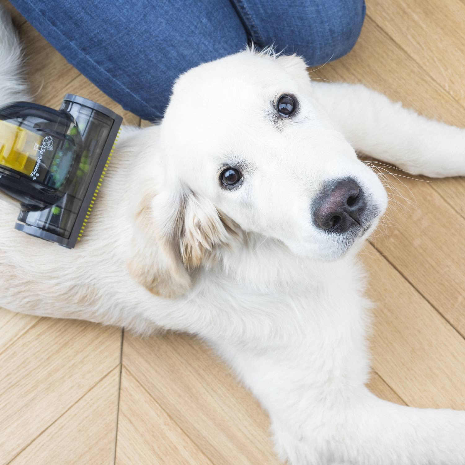 Aspirateur traîneau H.KOENIG sans sac Multicyclonique Compact+ Spécial Animaux Bleu - STC68
