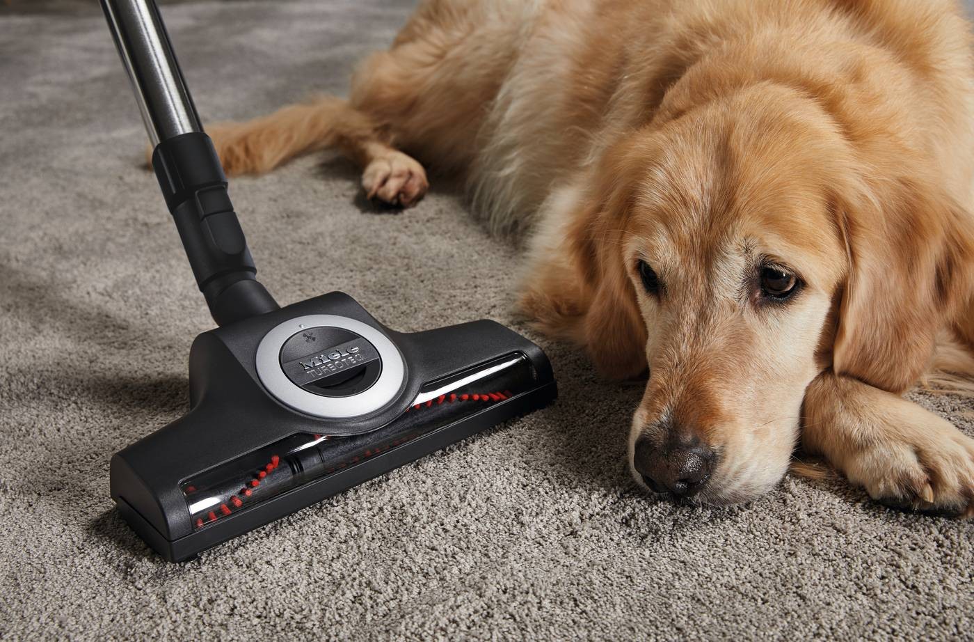 Aspirateur traîneau MIELE  - BLIZZARDCX1CATDOGFLX