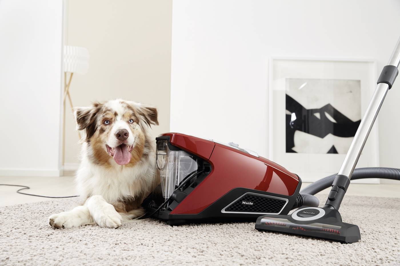 Aspirateur traîneau MIELE  - BLIZZARDCX1CATDOGFLX